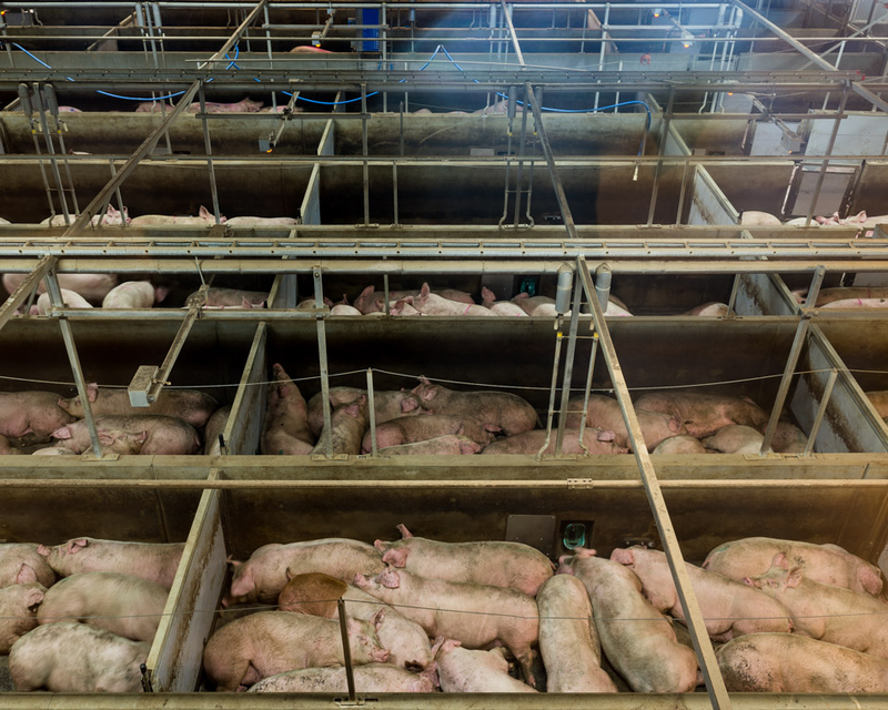 Illustration for article titled Take a Visual Tour of the World's Most Modern Slaughterhouse